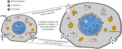 Changes in microbial community during hydrolyzed sludge reduction